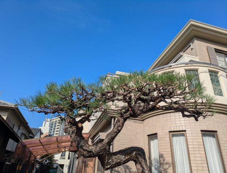 > 松の剪定　名古屋市東区