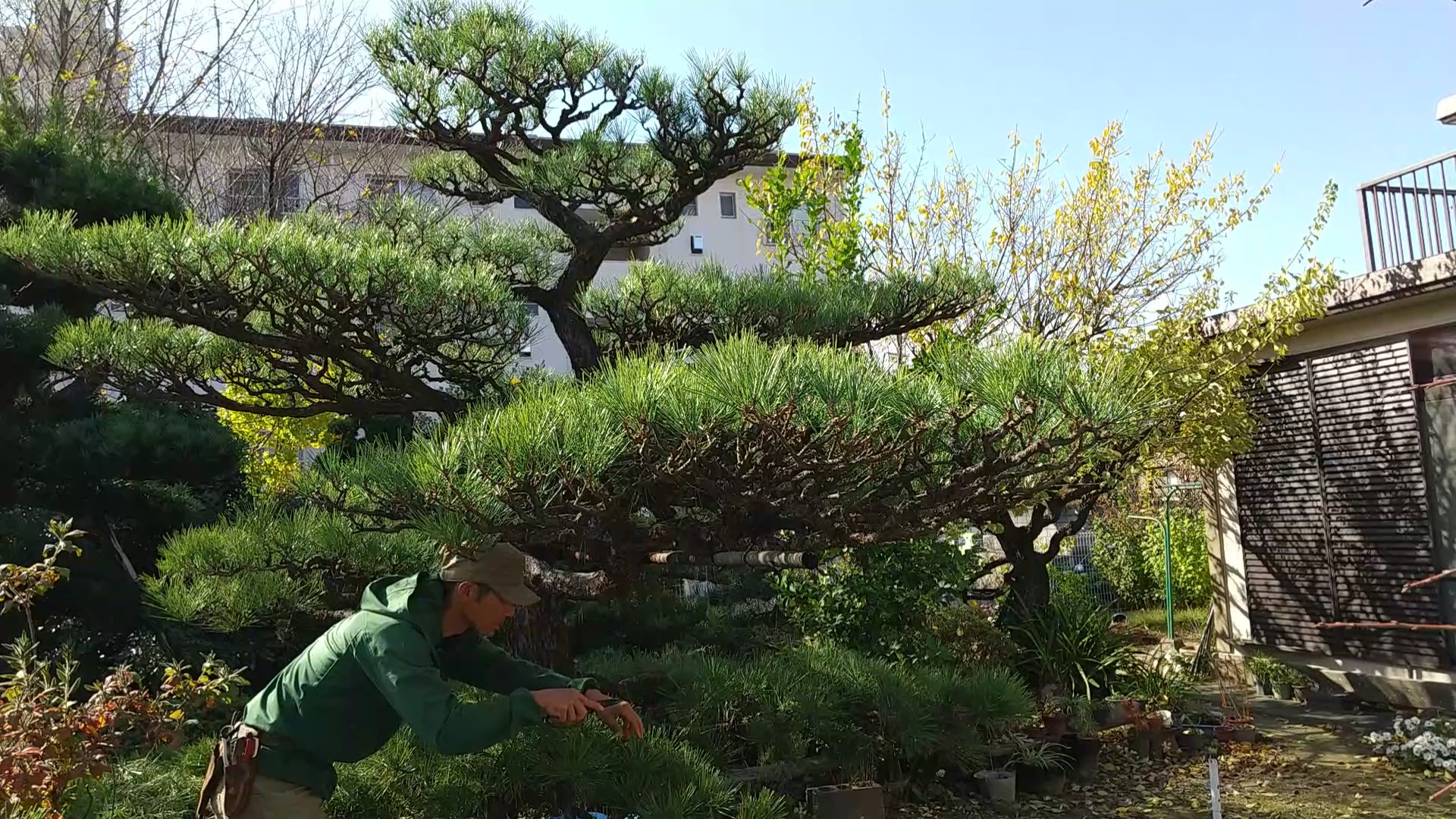 > 松の剪定 名東区 - 植木屋田村