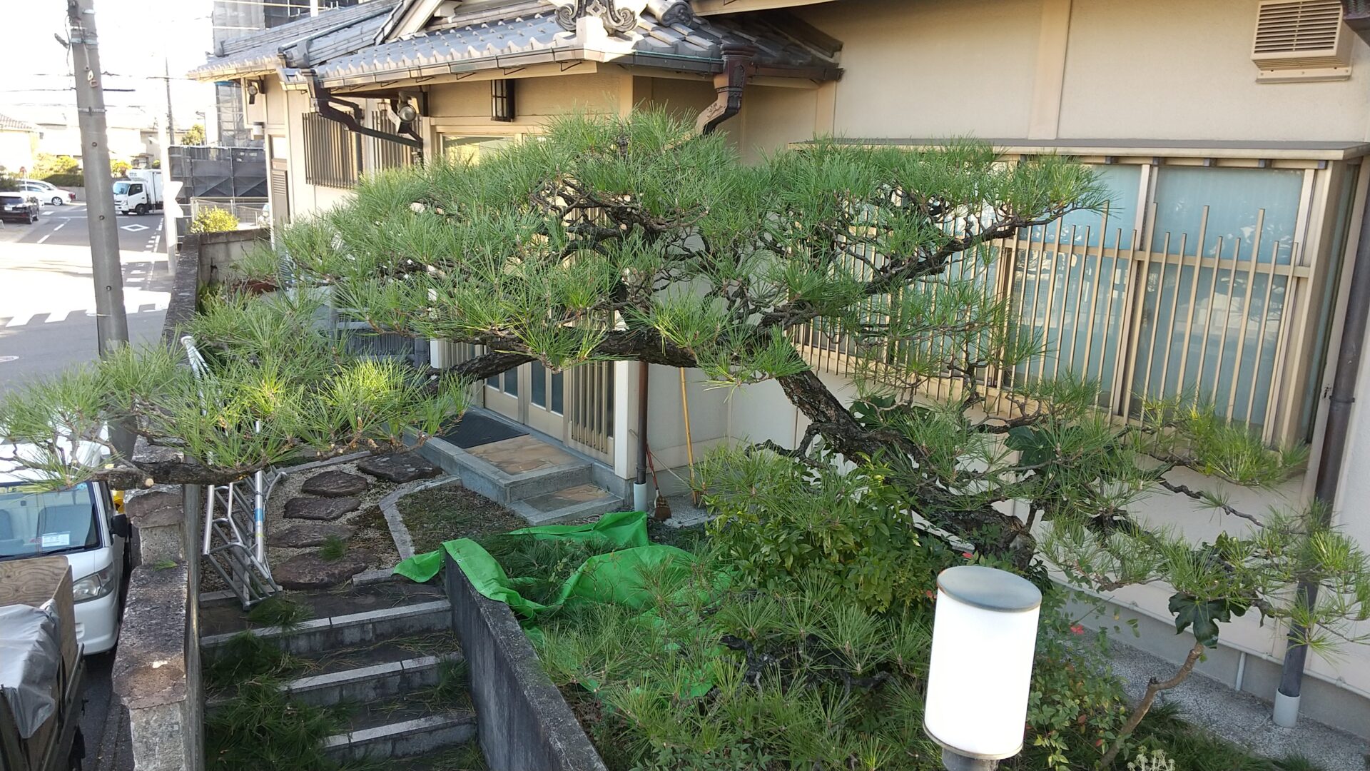> 剪定長久手市 松の剪定 - 植木屋田村