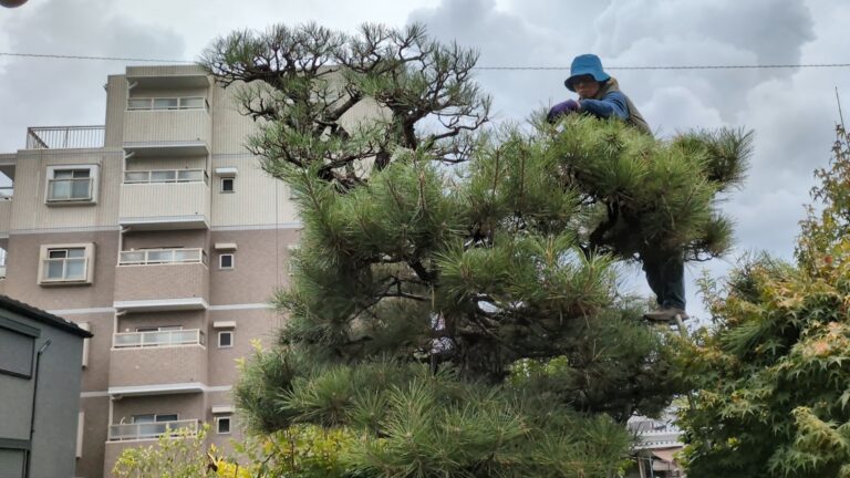 > 松の剪定  名古屋市瑞穂区