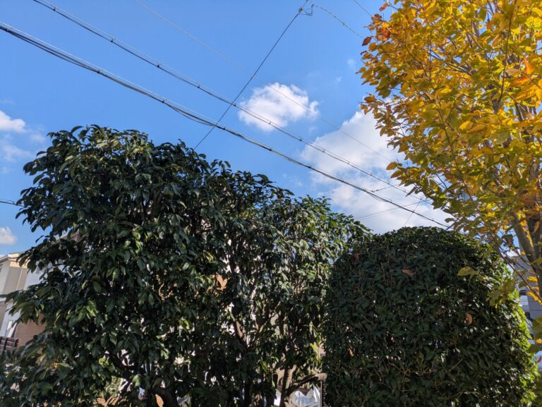 > 剪定名古屋市　名東区