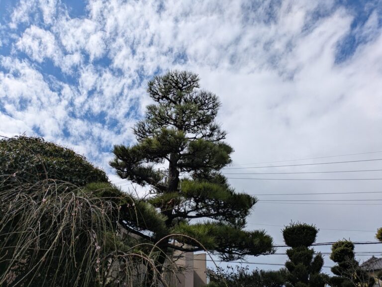 > 剪定名古屋市　千種区